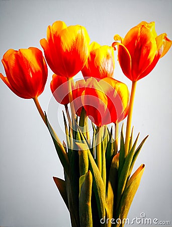 Spring has come, open your soul to her!Â Tulips on a gray background. Stock Photo